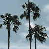 Palmeras