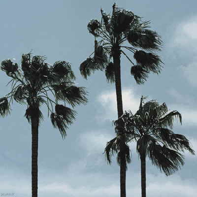 Palmeras